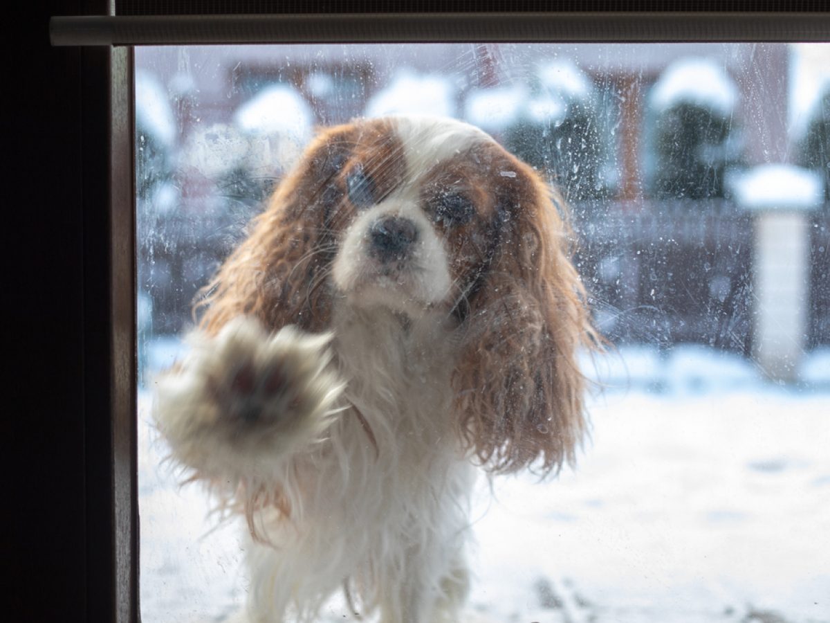 how to keep a dog from scratching a window sill