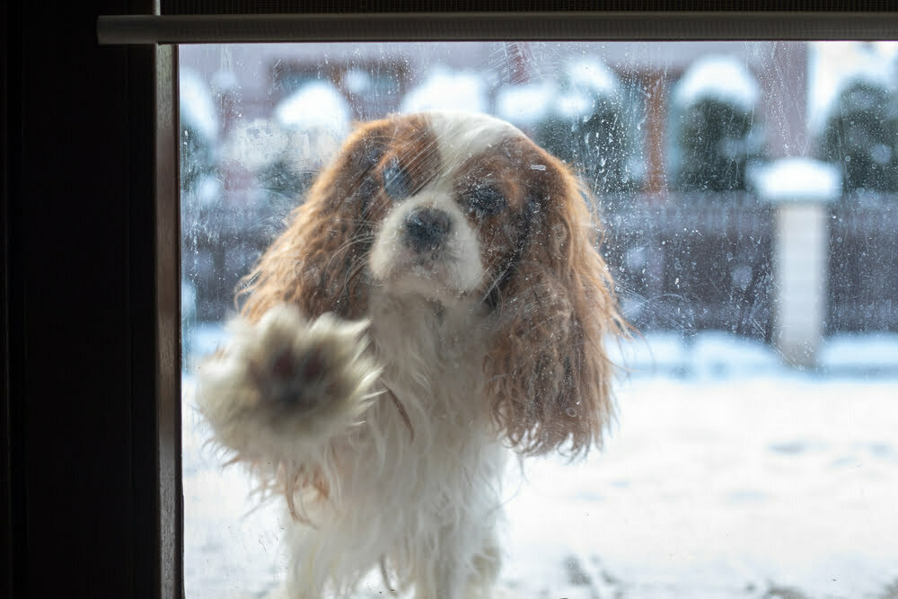 Remove Dog Scratches From Glass Door