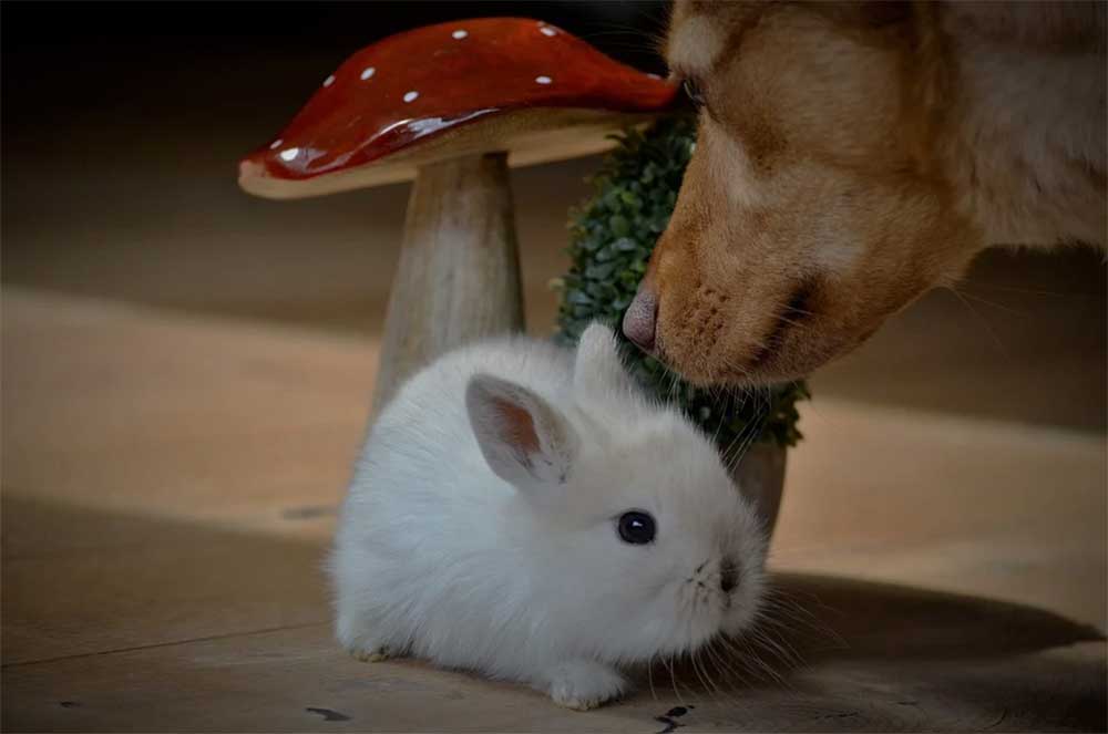 can rabbit poop make dogs sick