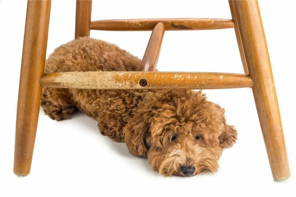 How to stop a dog from chewing on wood trim