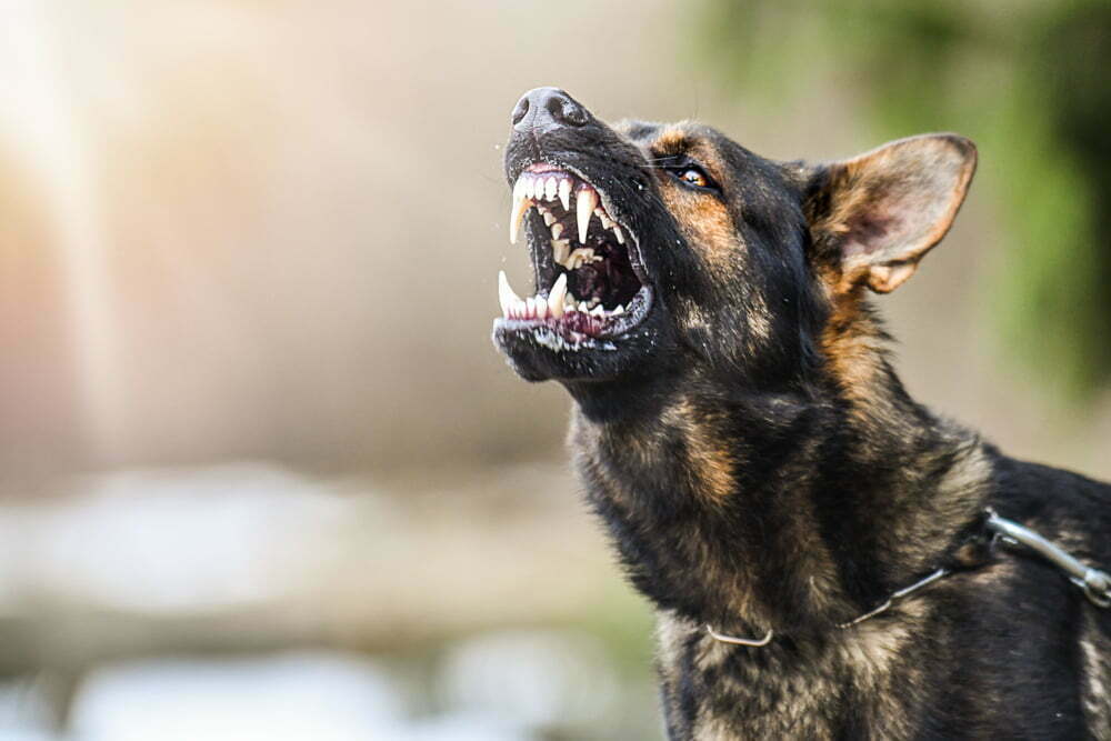 Aggressive german shepherd