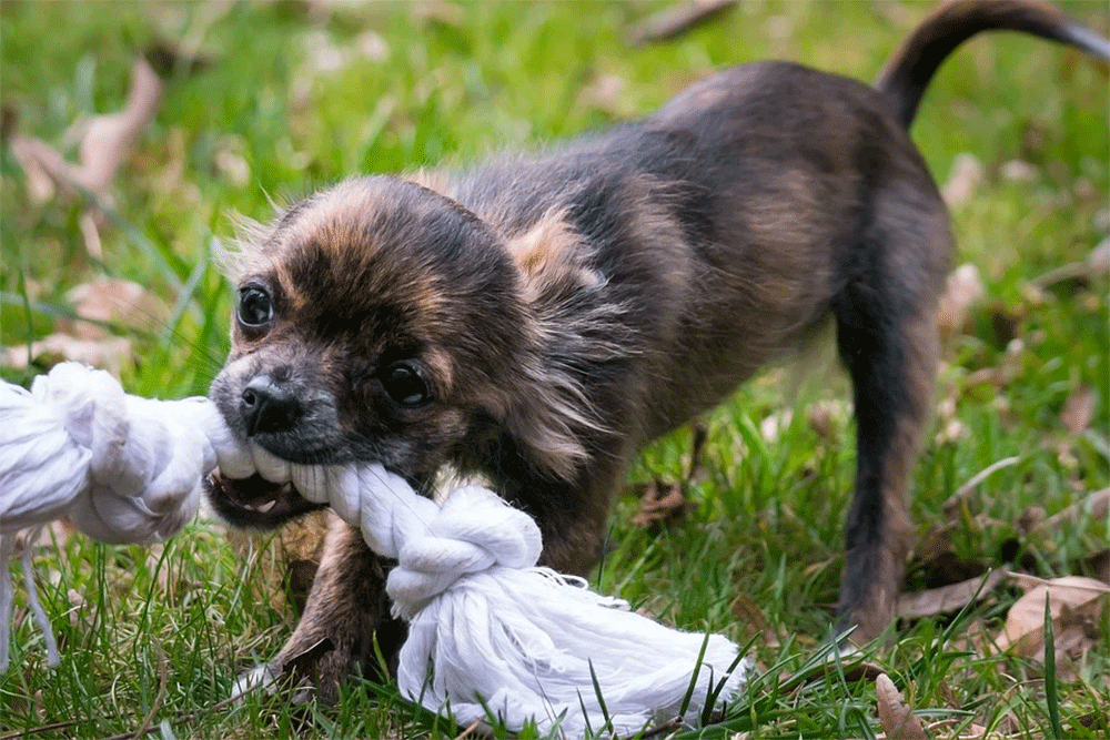 How to stop a chihuahua biting