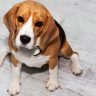 How to tell if your beagle is overweight
