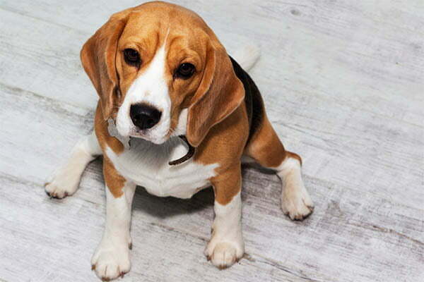 How to tell if your beagle is overweight