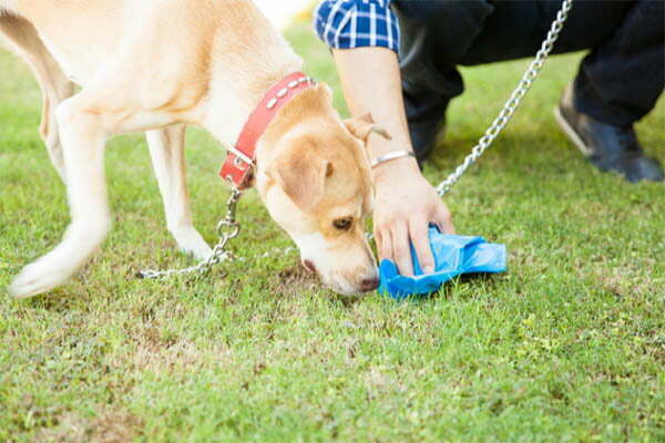 Human hair in dog poop why it's there and how you stop it