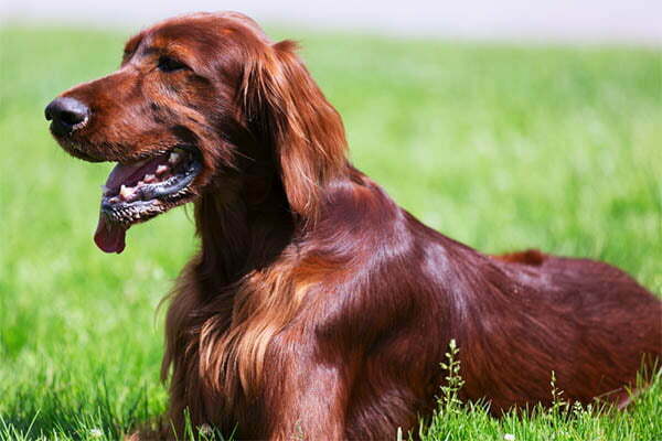 Irish setter black gums