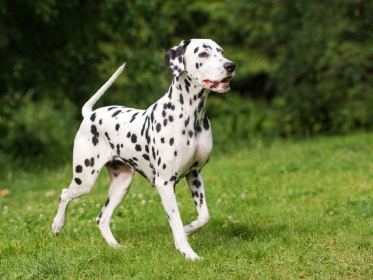 is dalmatian aggressive