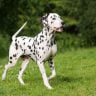 Is dalmatian dangerous dog
