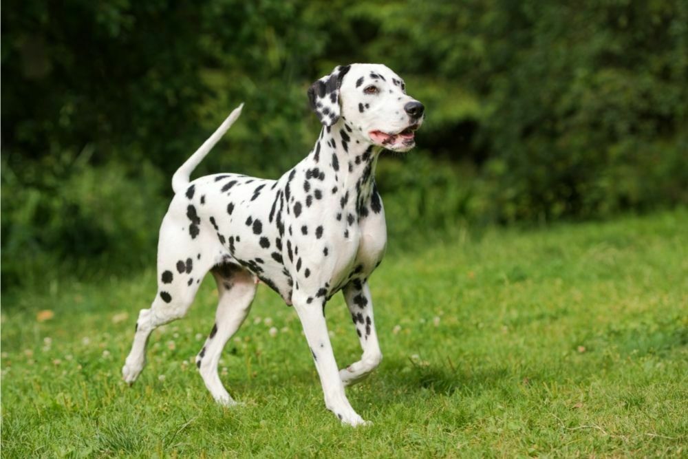 are dalmatians violent