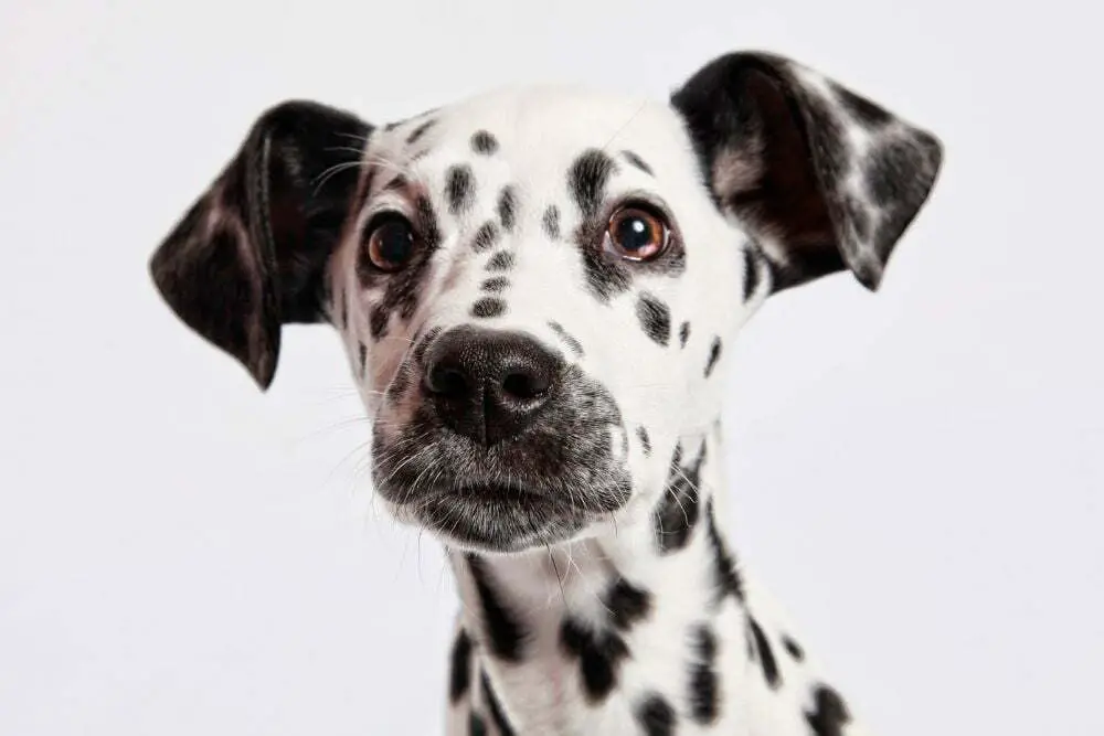 Is dalmatian dangerous dog2