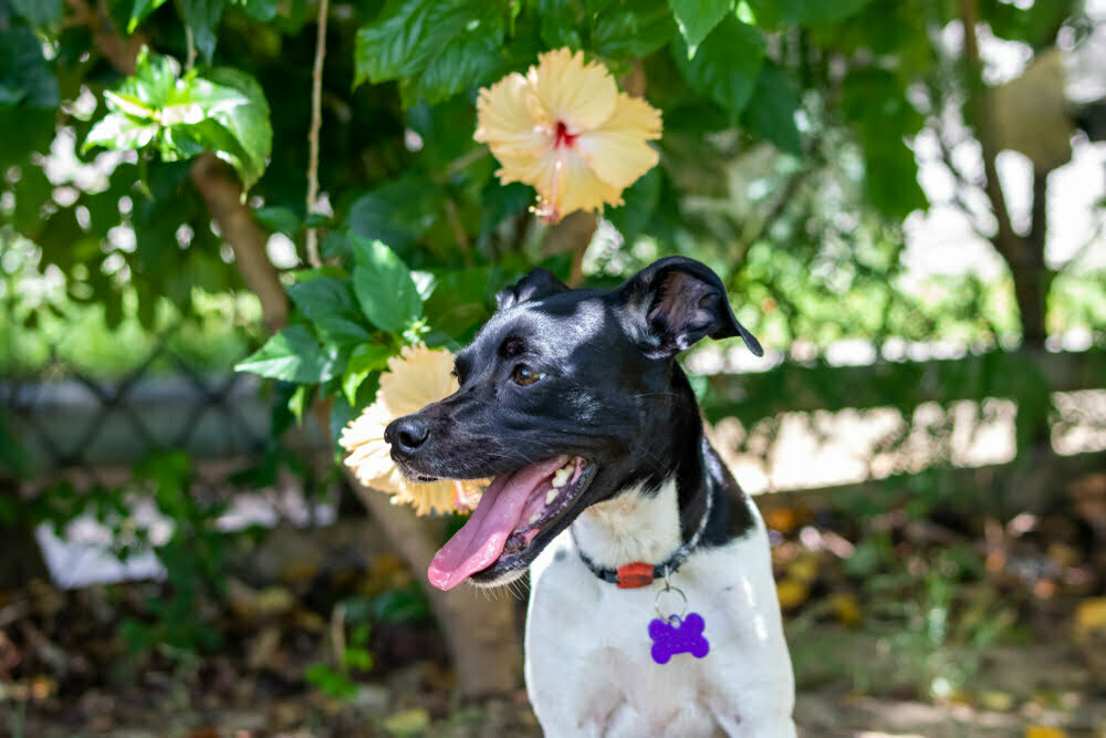 Is hibiscus poisonous to dogs (flowers & leaves toxic)