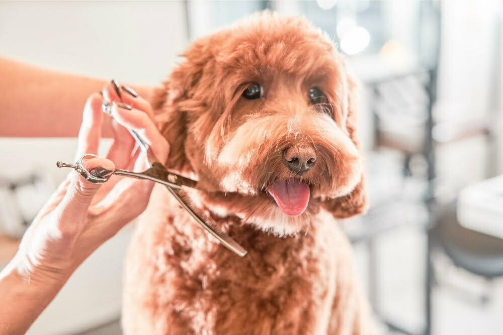 Are mini labradoodles worth the hype?