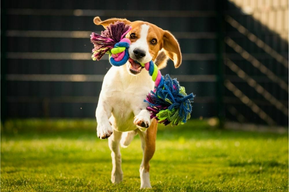 Dog playing with toy