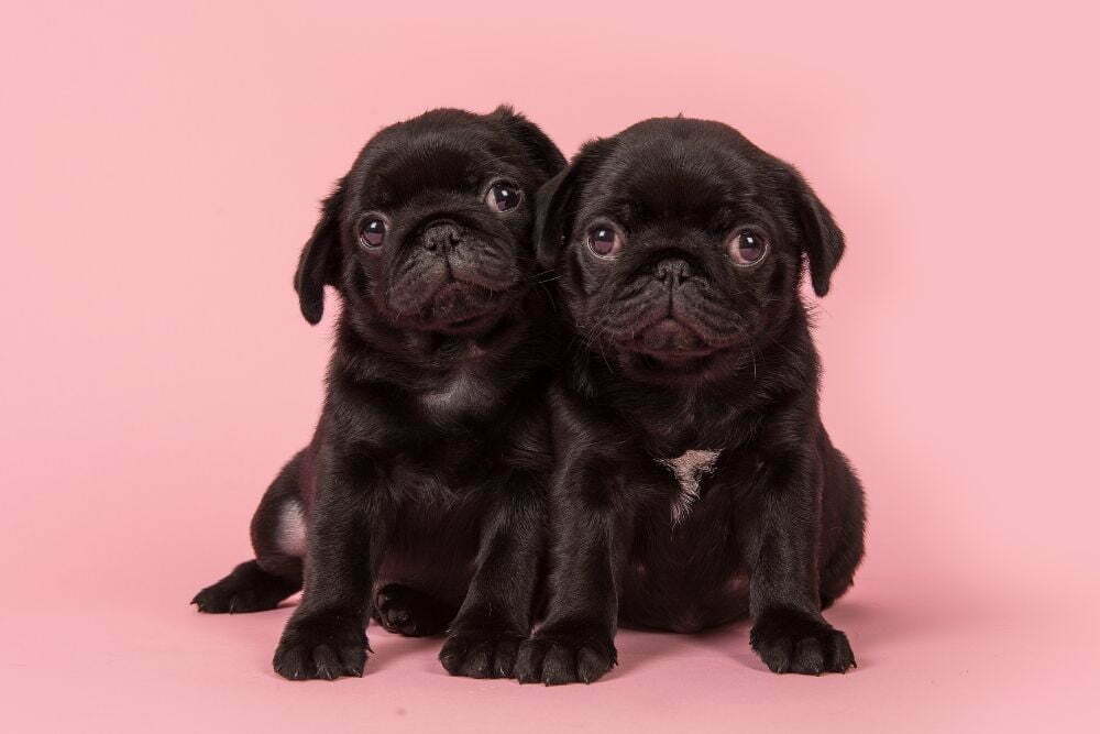 are black pugs rare