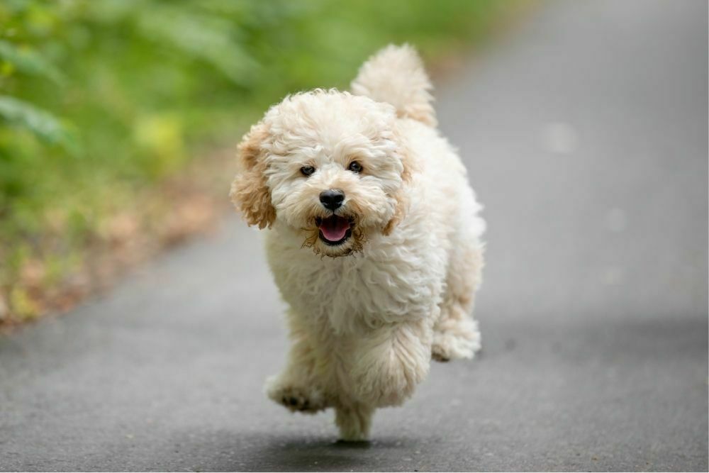 Is a maltipoo a good dog