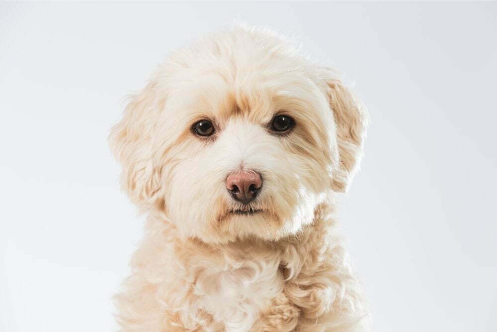 Is a maltipoo a good dog2