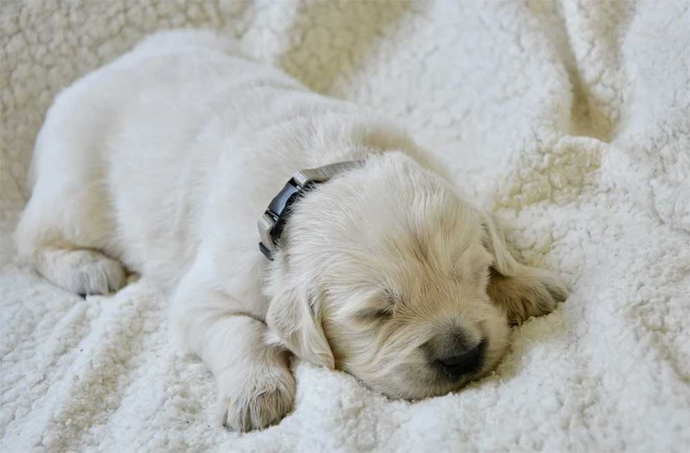 How Early Can A Puppy Leave Its Mother