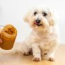 Is peanut butter ok for dogs