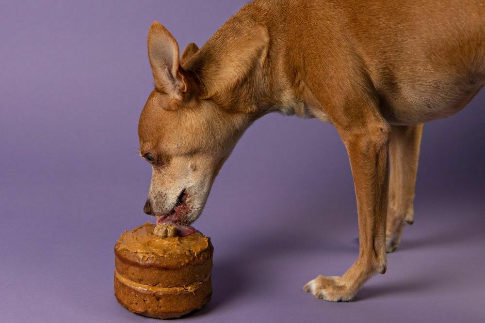 Is peanut butter ok for dogs2