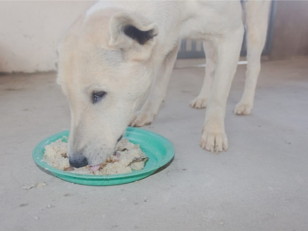 Is It Ok For Dogs To Eat Rice Everyday