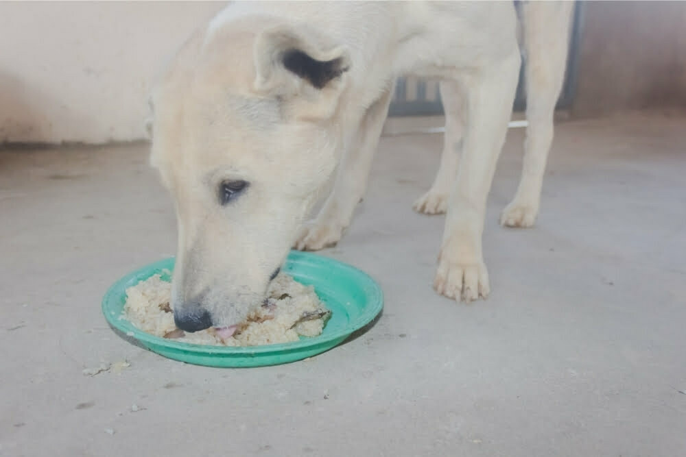 boiled-hamburger-rice-for-sick-dogs-to-stop-diarrhea-foods