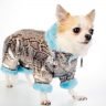 Keeping your chihuahua warm in the winter