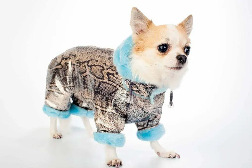 Keeping your chihuahua warm in the winter