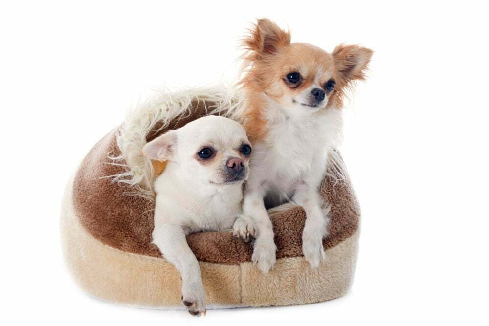Keeping your chihuahua warm in the winter3