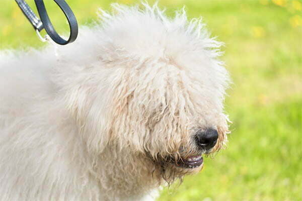 Komondor black gum