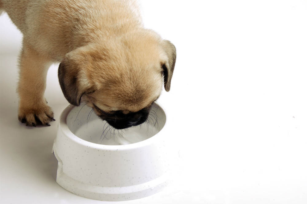 Leave water out all day for a puppy