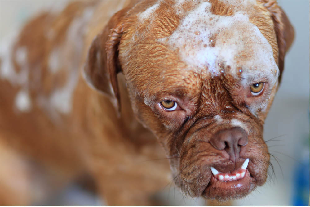 Mastiff bathing