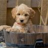 Mini goldendoodles aren't for everybody. Here's what you need to know...