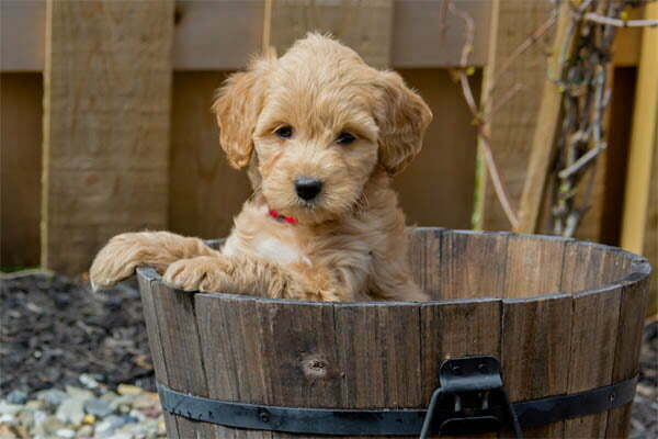 Mini goldendoodles aren't for everybody. Here's what you need to know...