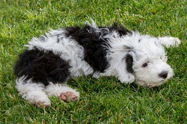 Mini sheepadoodles