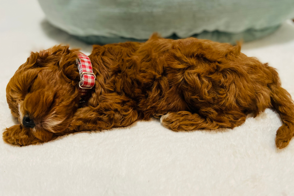 Miniature labradoodle