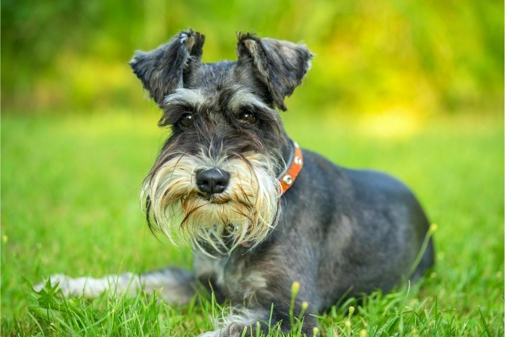 Miniature schnauzer