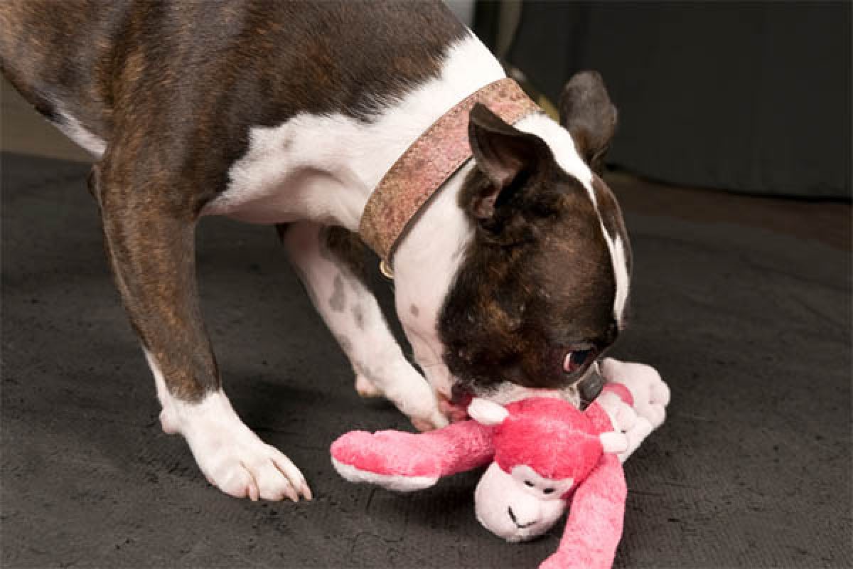 dog eats stuffing from toy