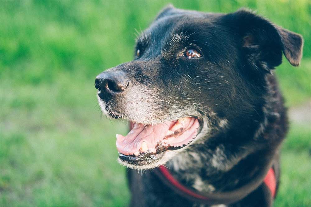 My Dog Ate A Dead Mouse That Was Poisoned The Facts