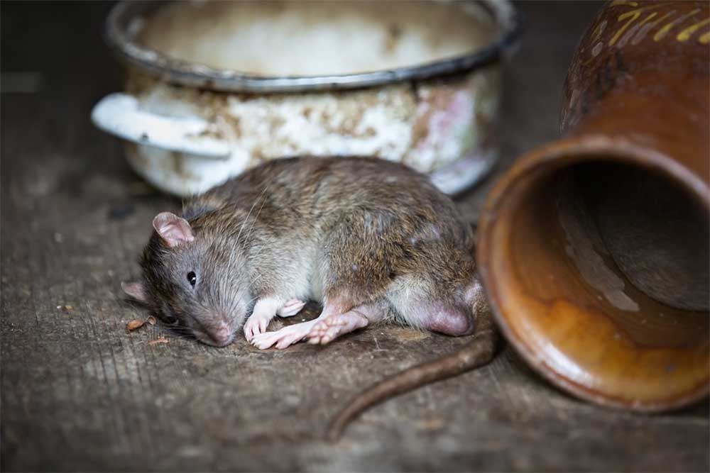 My Dog Ate A Dead Mouse That Was Poisoned The Facts
