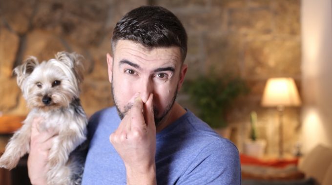 Why do my dog’s farts smell like rotten eggs or sulfur