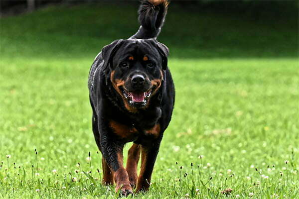 My rottweiler growl at me