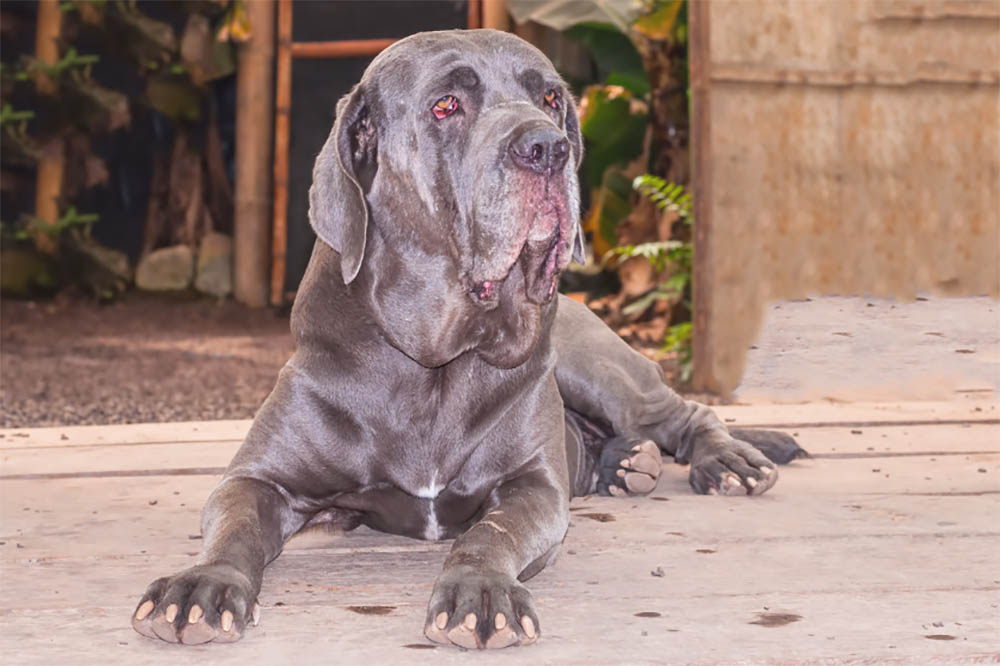 Neapolitan mastiffs