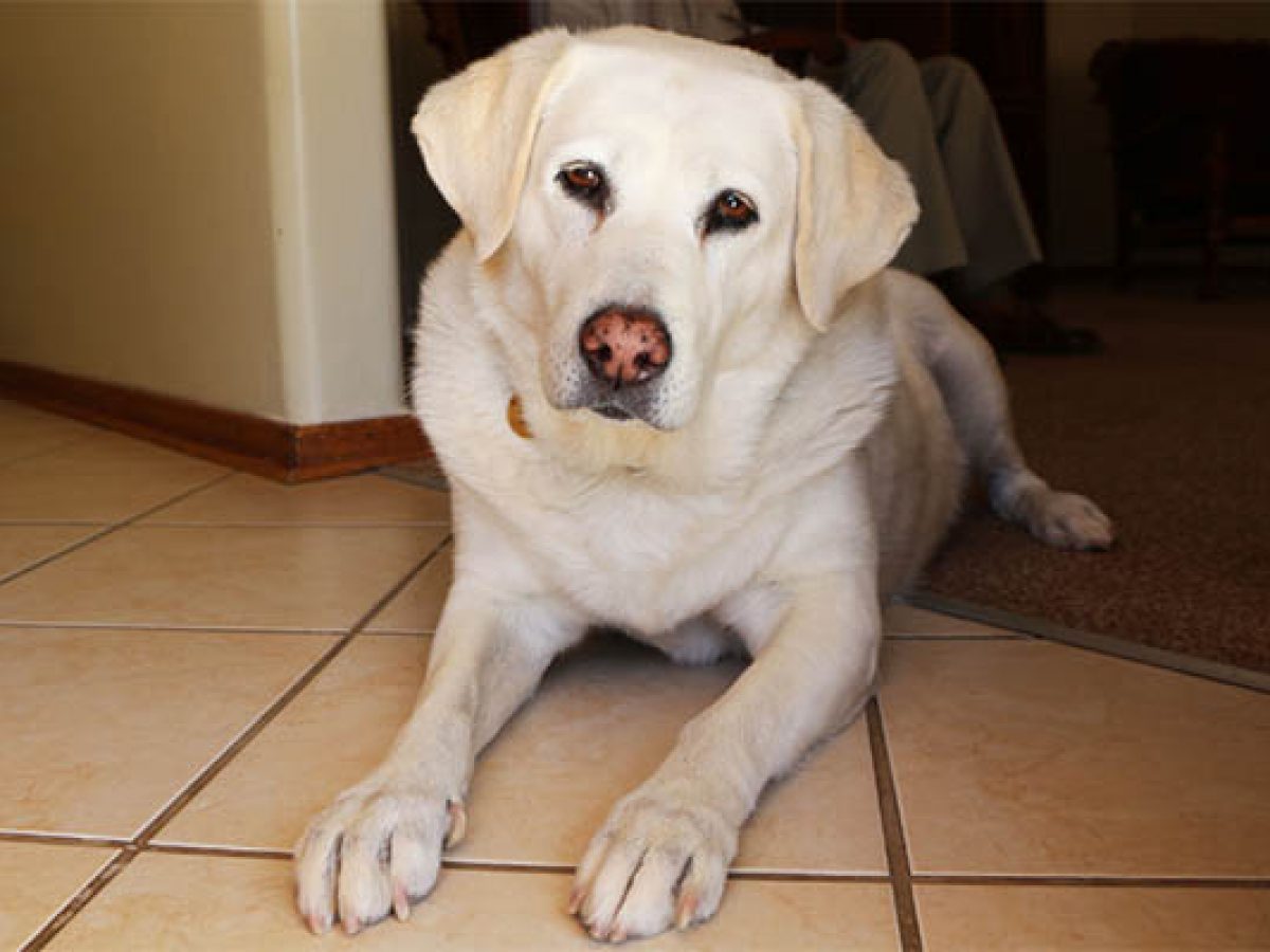 Pink Spot On My Dog S Nose What Does It Mean Petdt