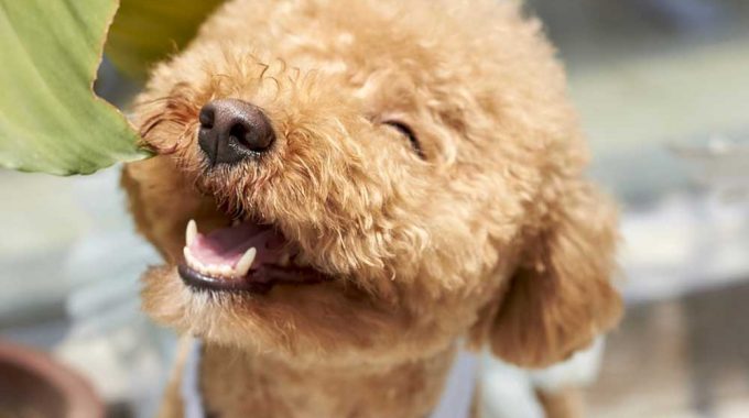 Popular rare types of doodle dogs you need to know about 2