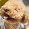 Popular rare types of doodle dogs you need to know about 2