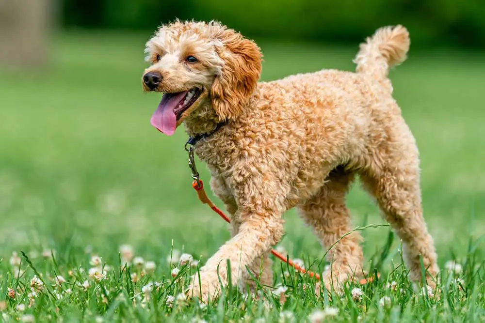 Popular rare types of doodle dogs you need to know about
