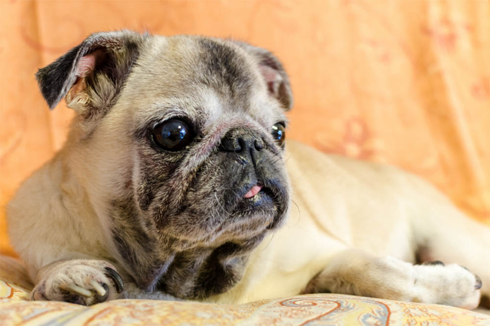 Why Does My Dogs Privates Smell Like Fish