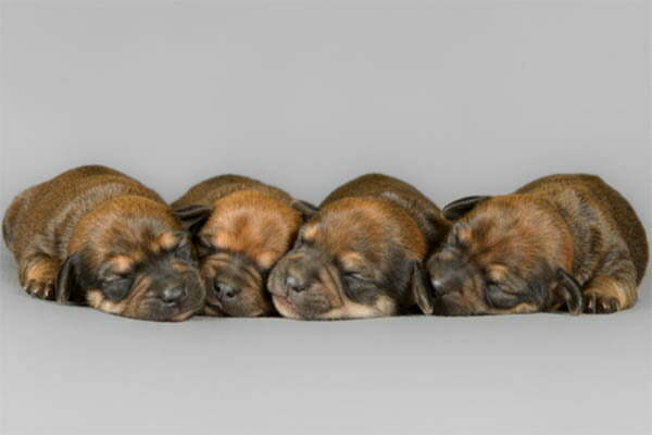 Puppies open their eyes fully after being born