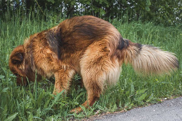 Red jelly in your dog’s poop i’ll tell you what that means