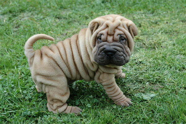 Shar-pei